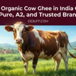 Best Organic Cow Ghee in India Online